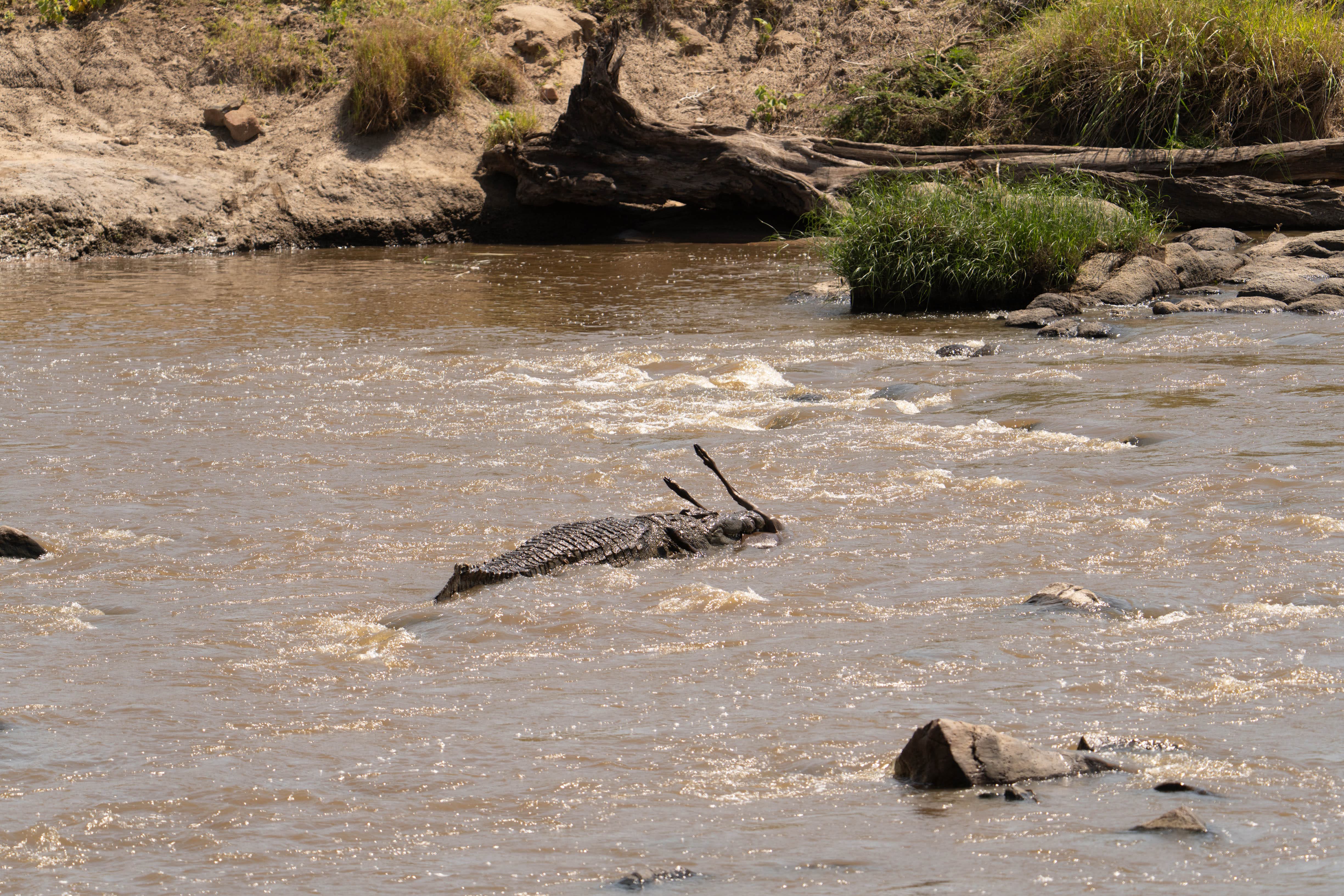 A crocodile kills a crossing wildebeest