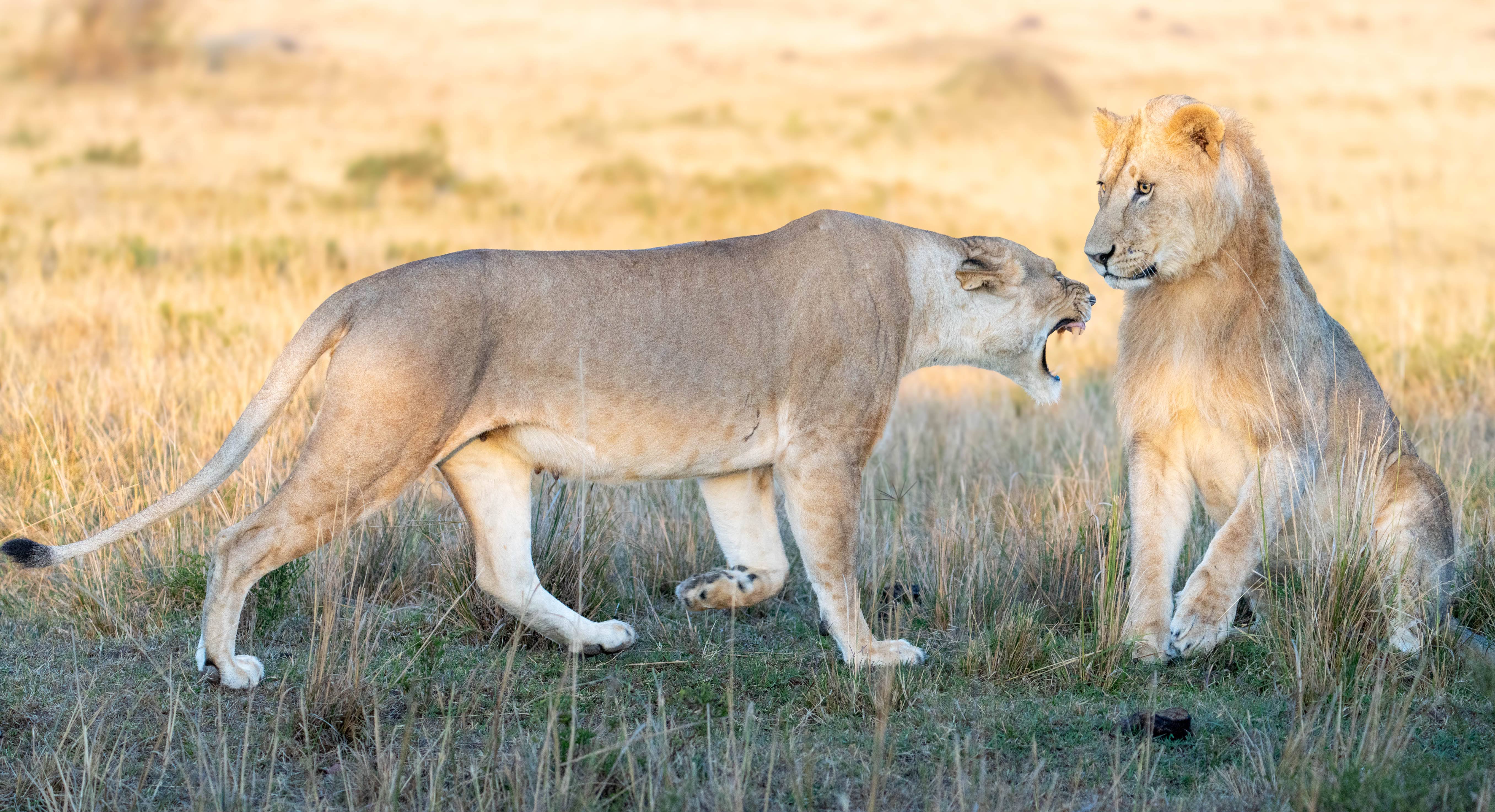 Two lions fighting