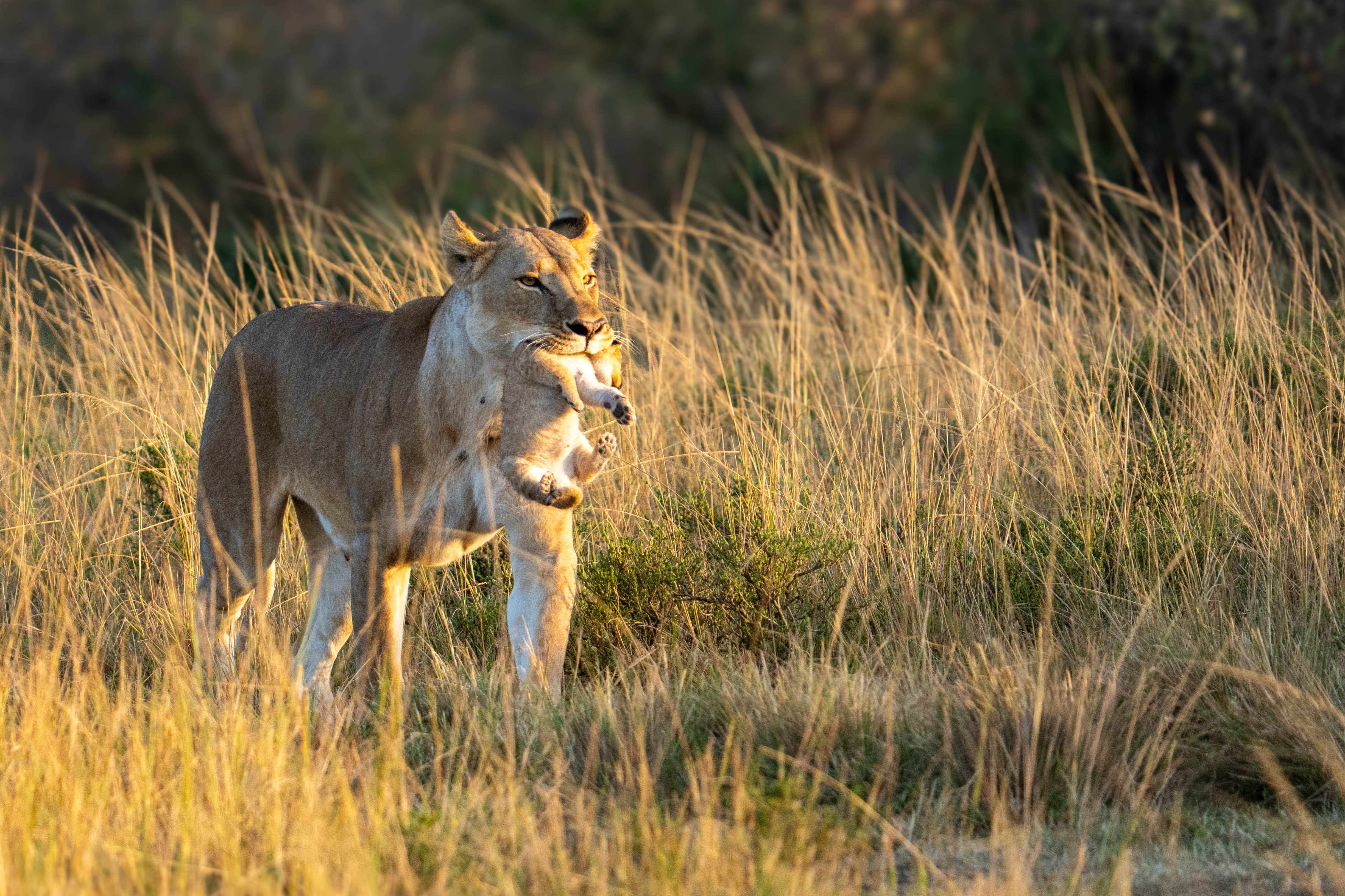 A lioness holding a pup