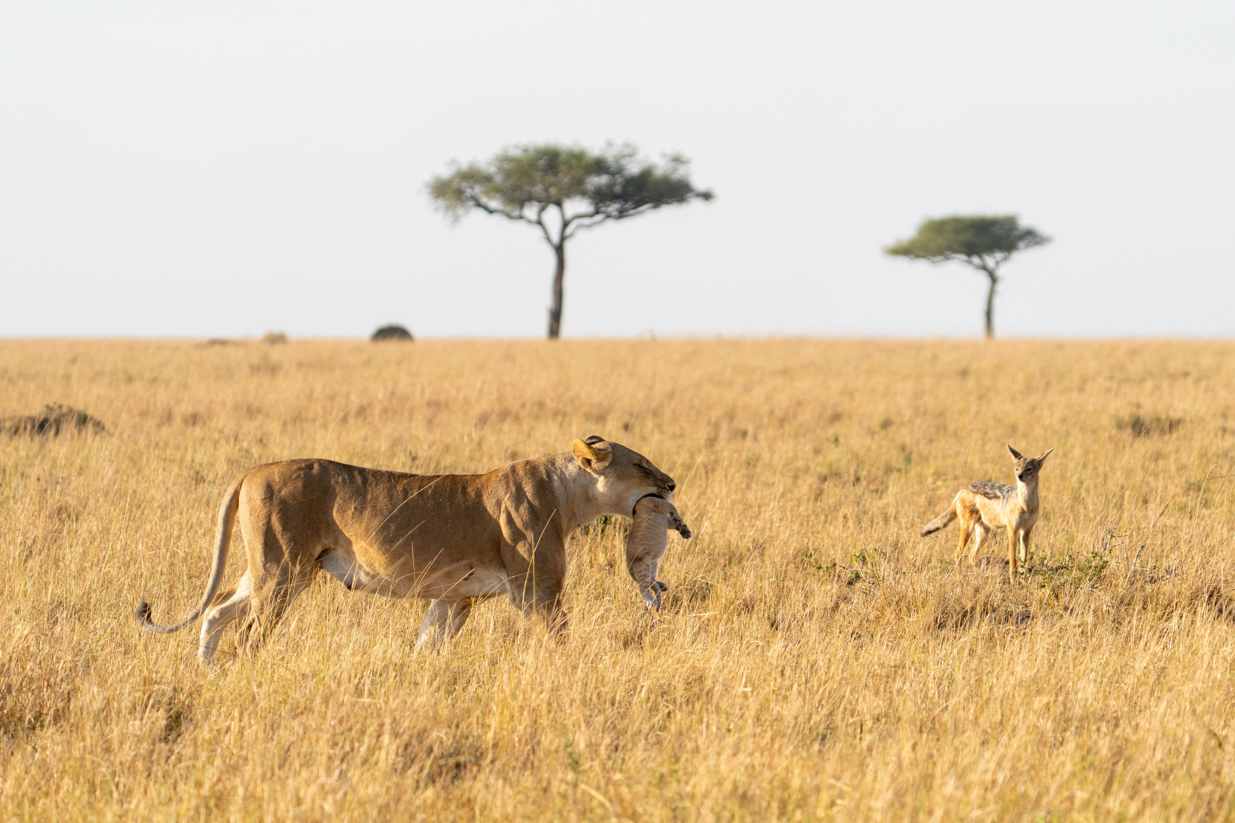 A lioness holding a pup 