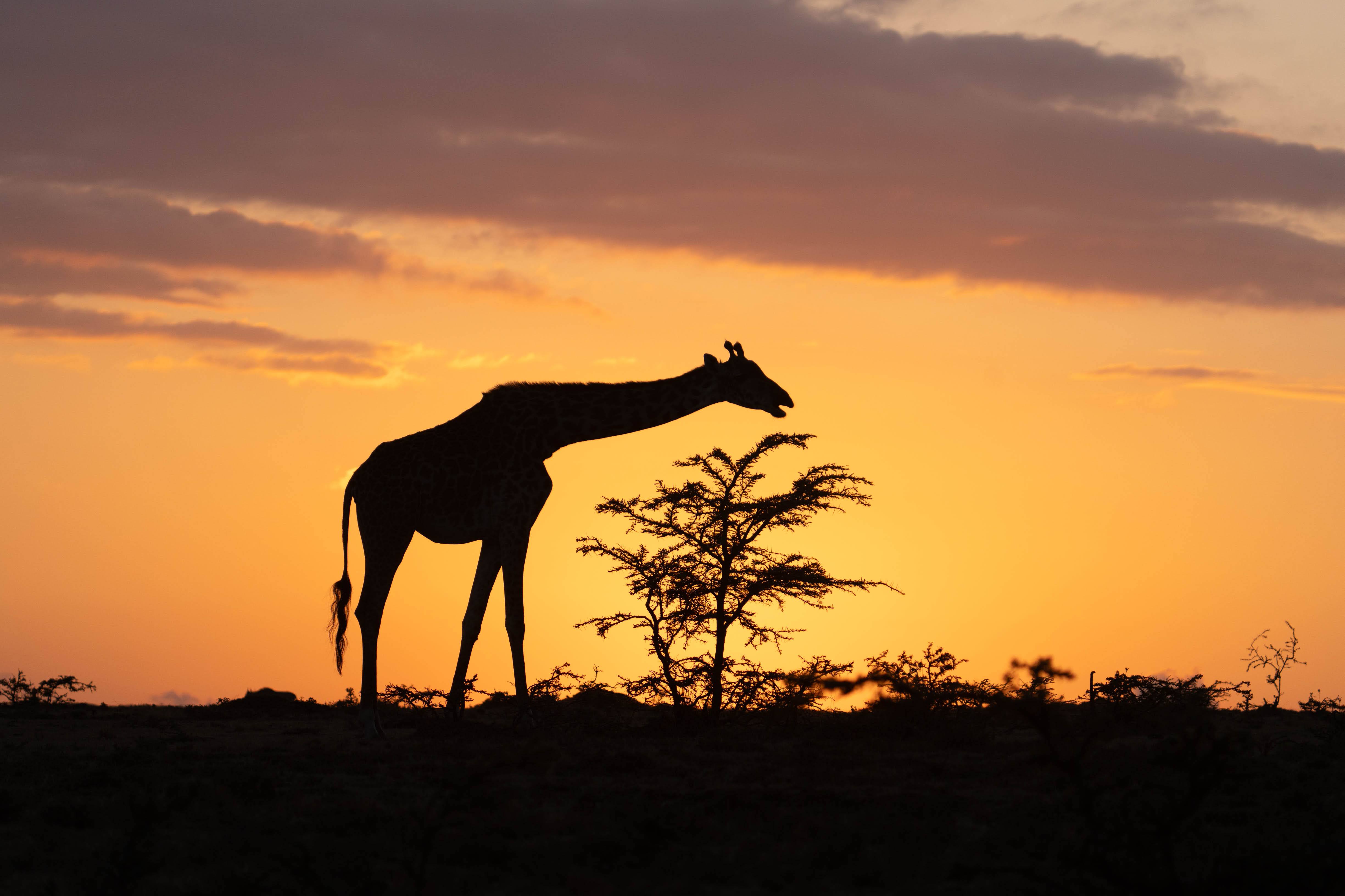 giraffe eating at sunrise