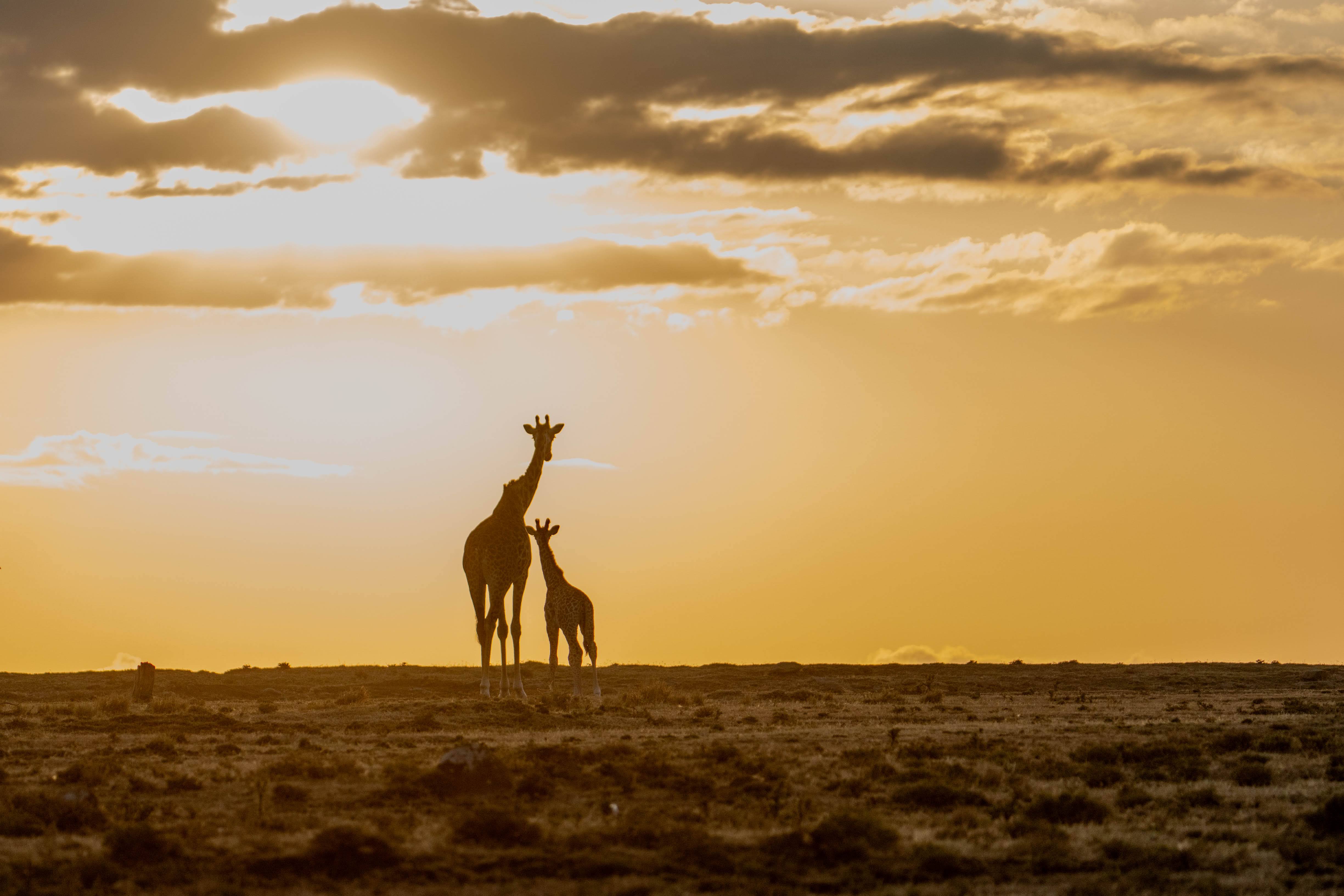 giraffe family at sunrise