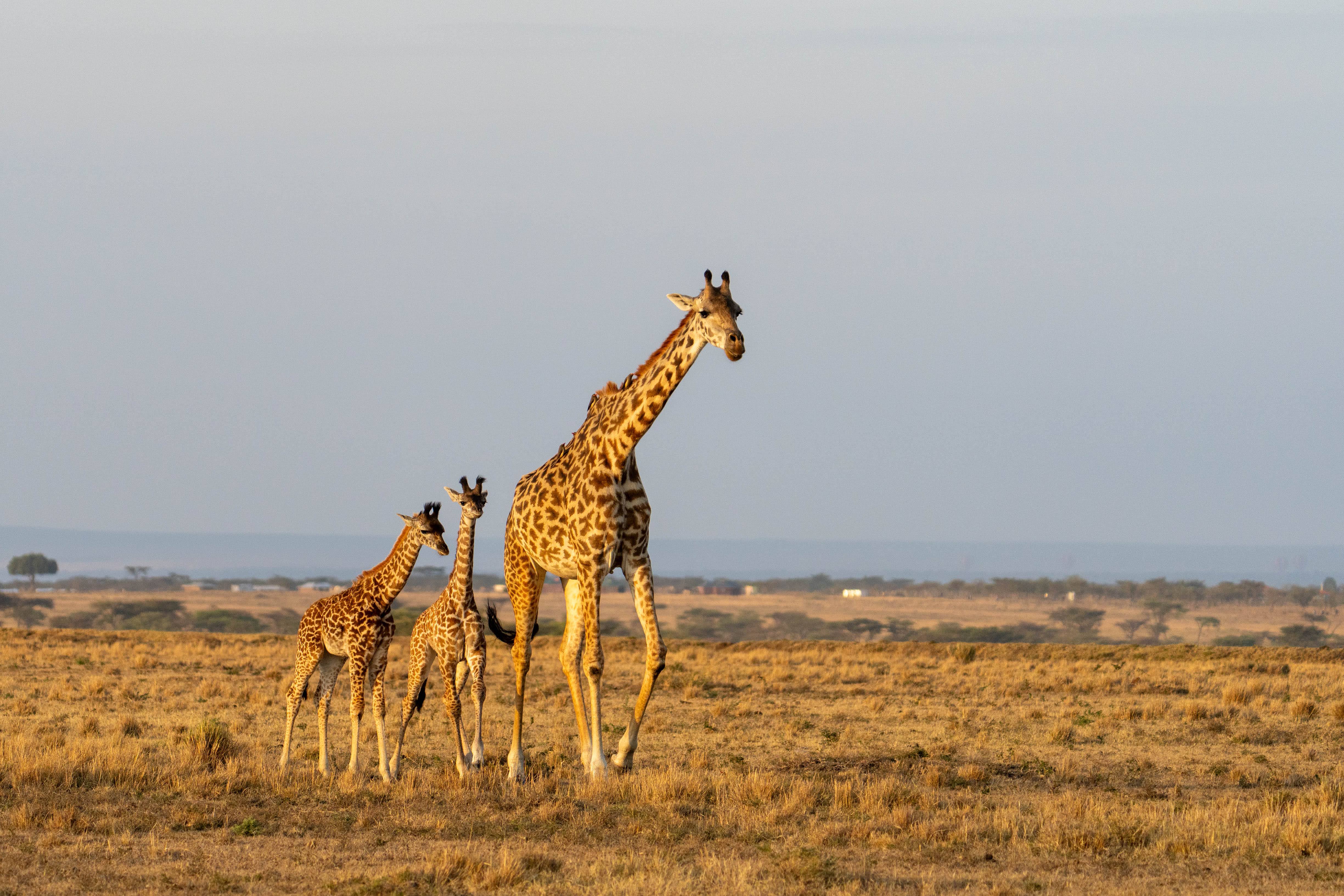 giraffe family at sunrise