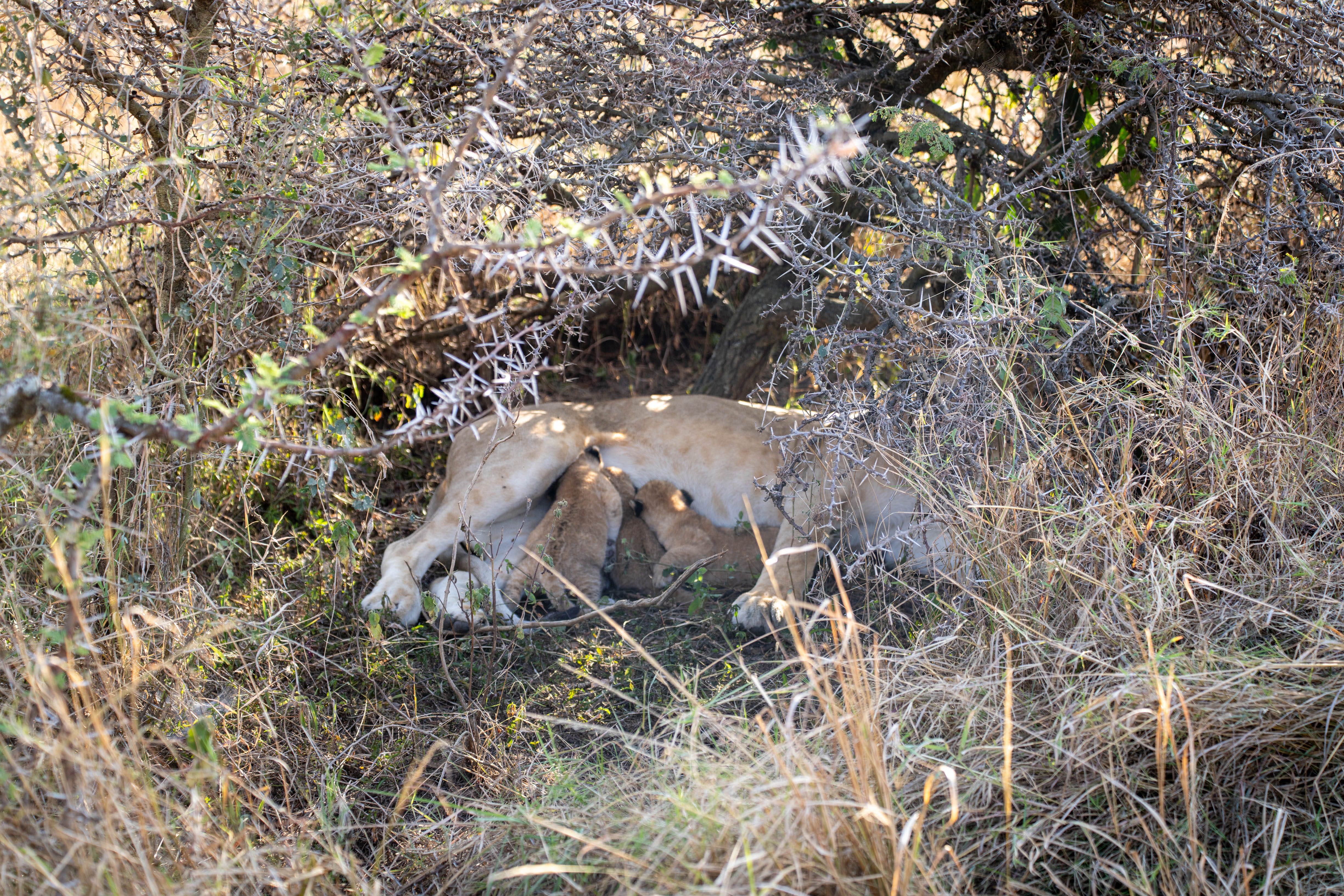 lion cubs