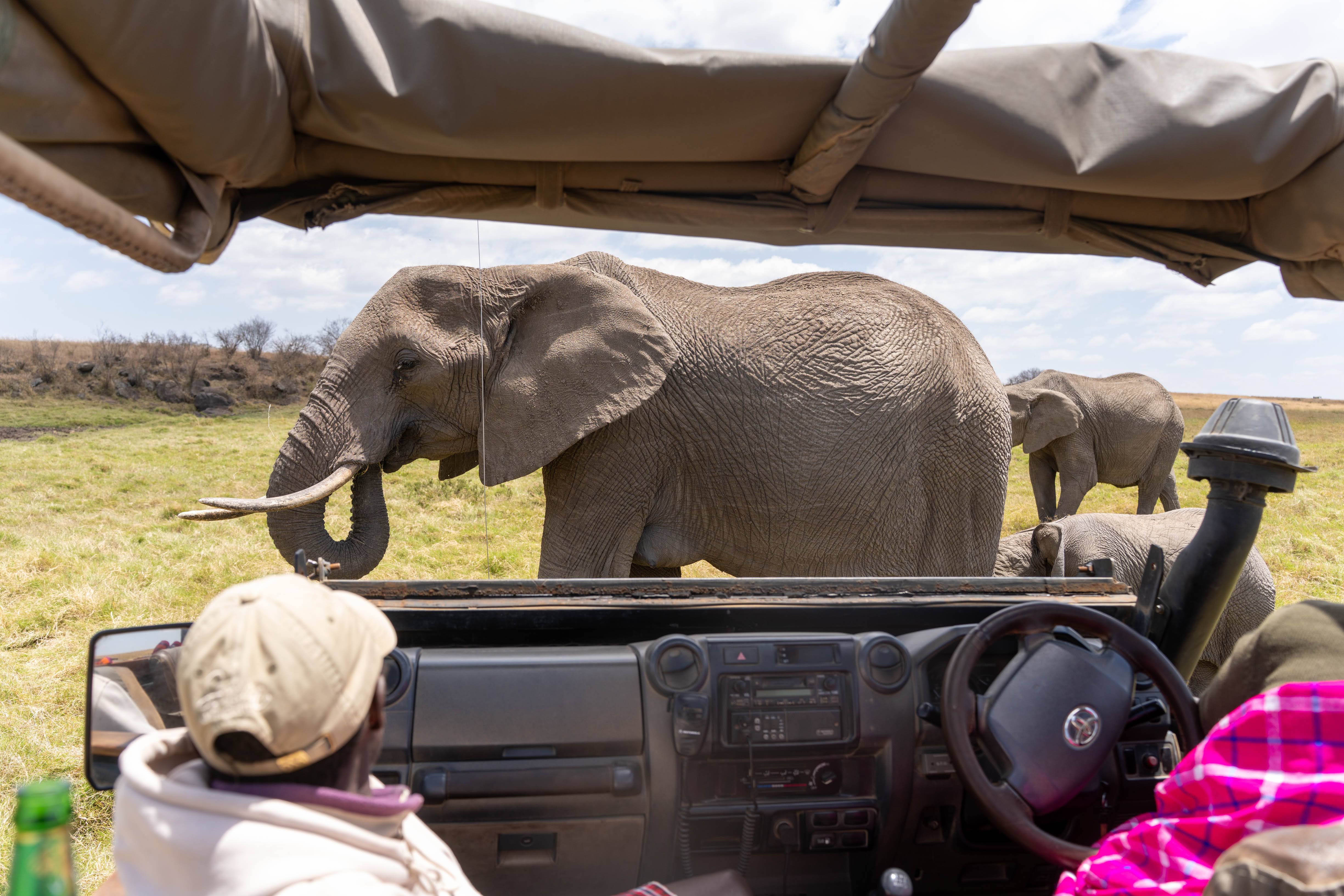 elephants close to our land cruiser