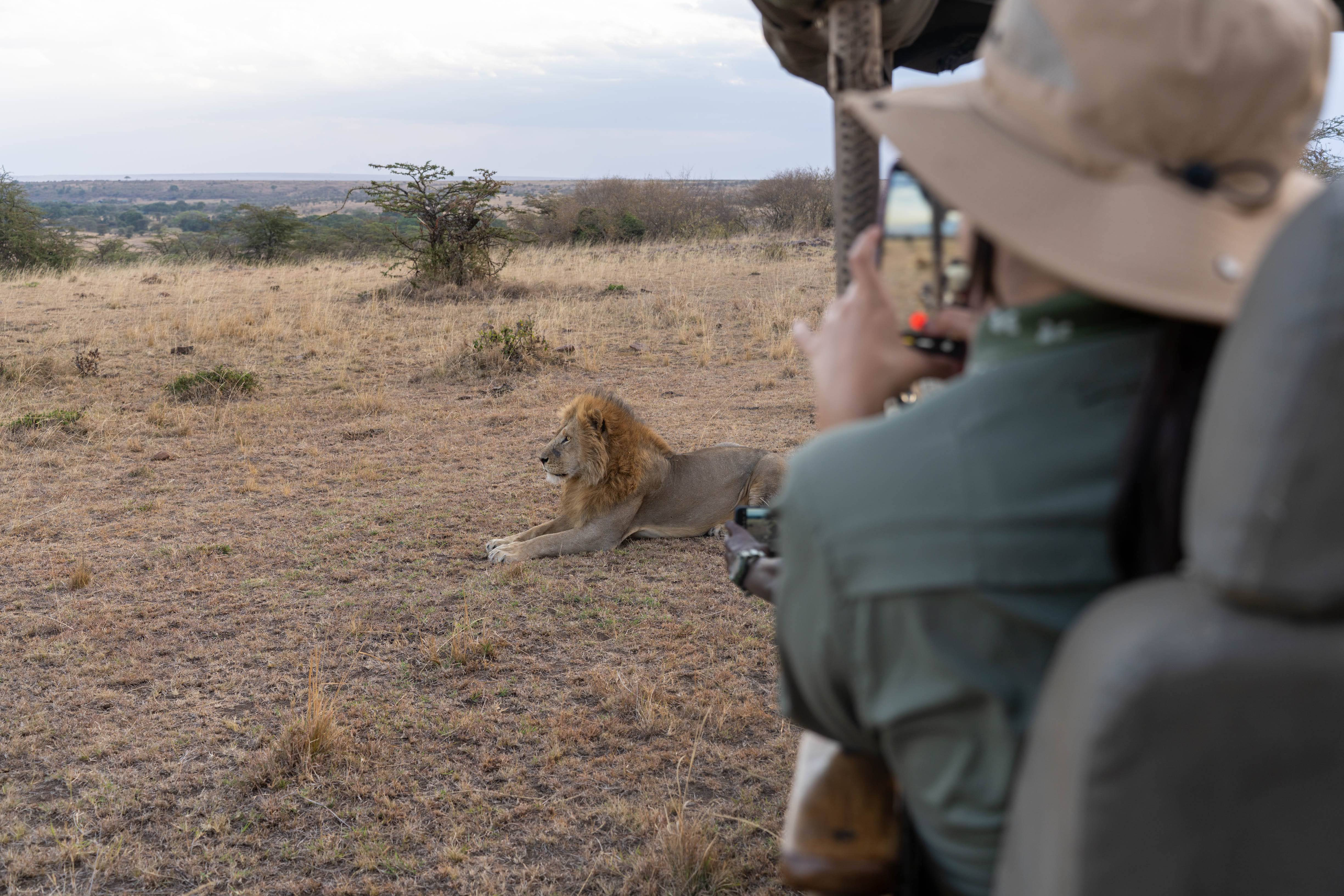 lion close to our land cruiser