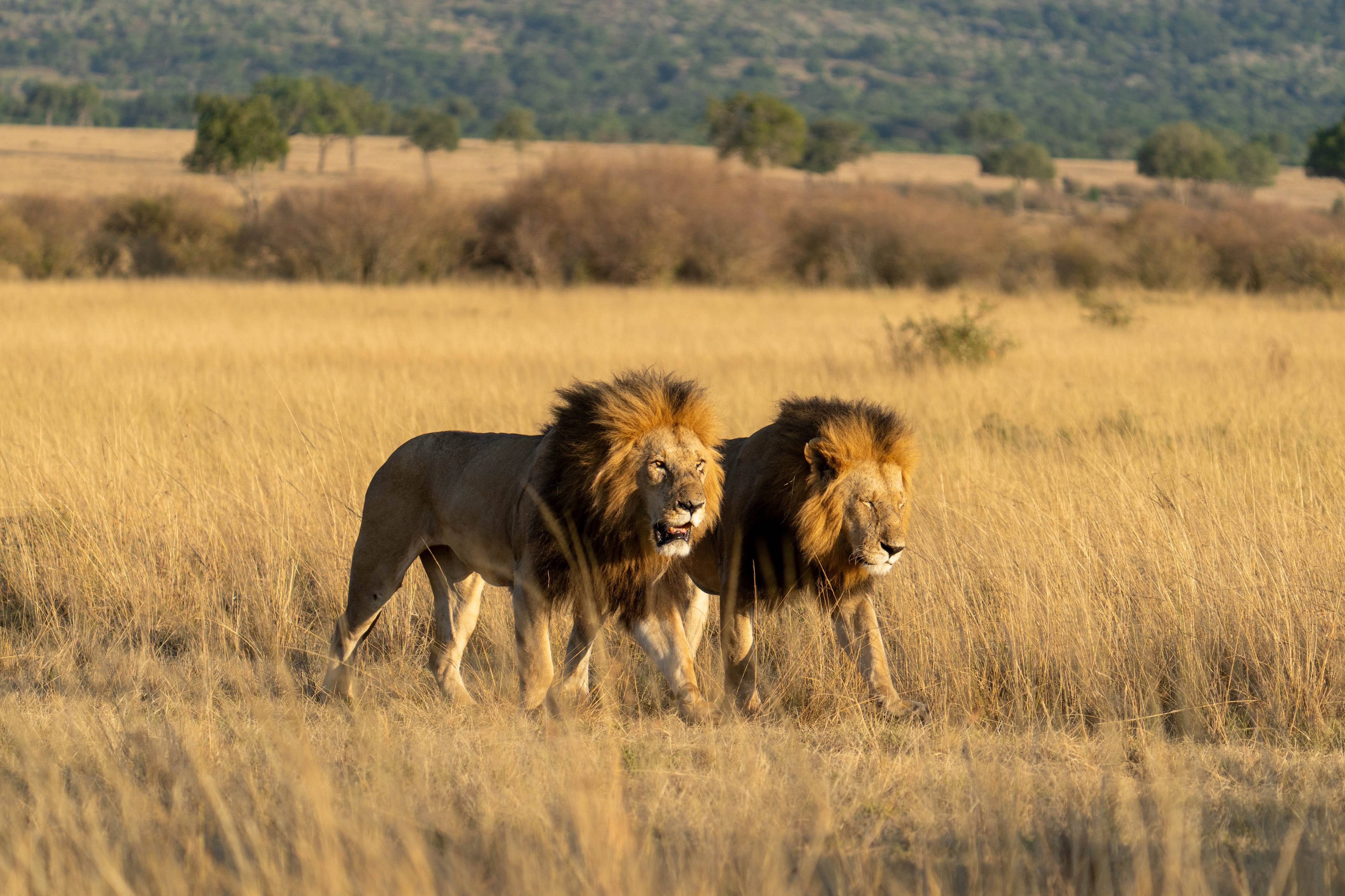 lion brothers