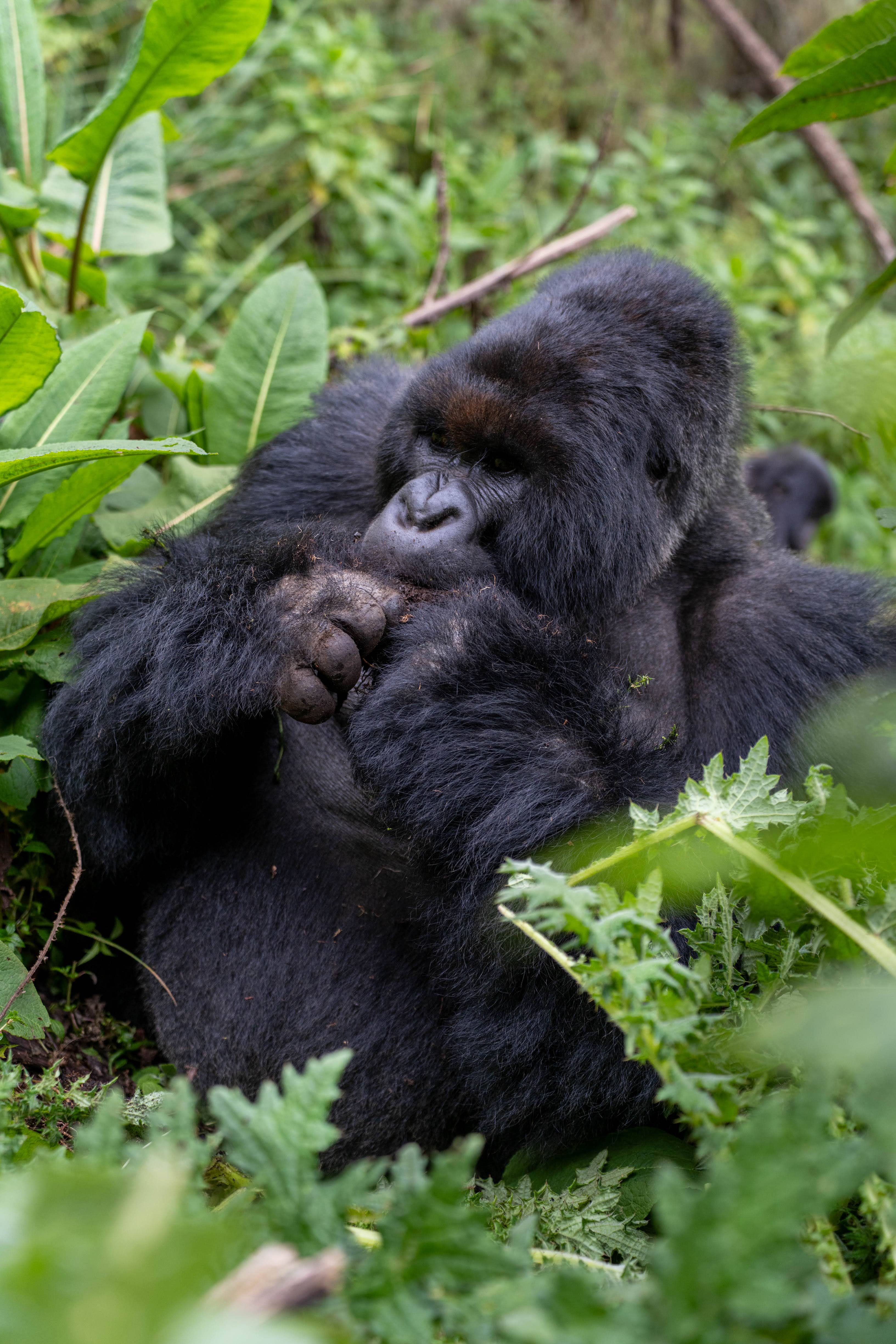 Big gorilla