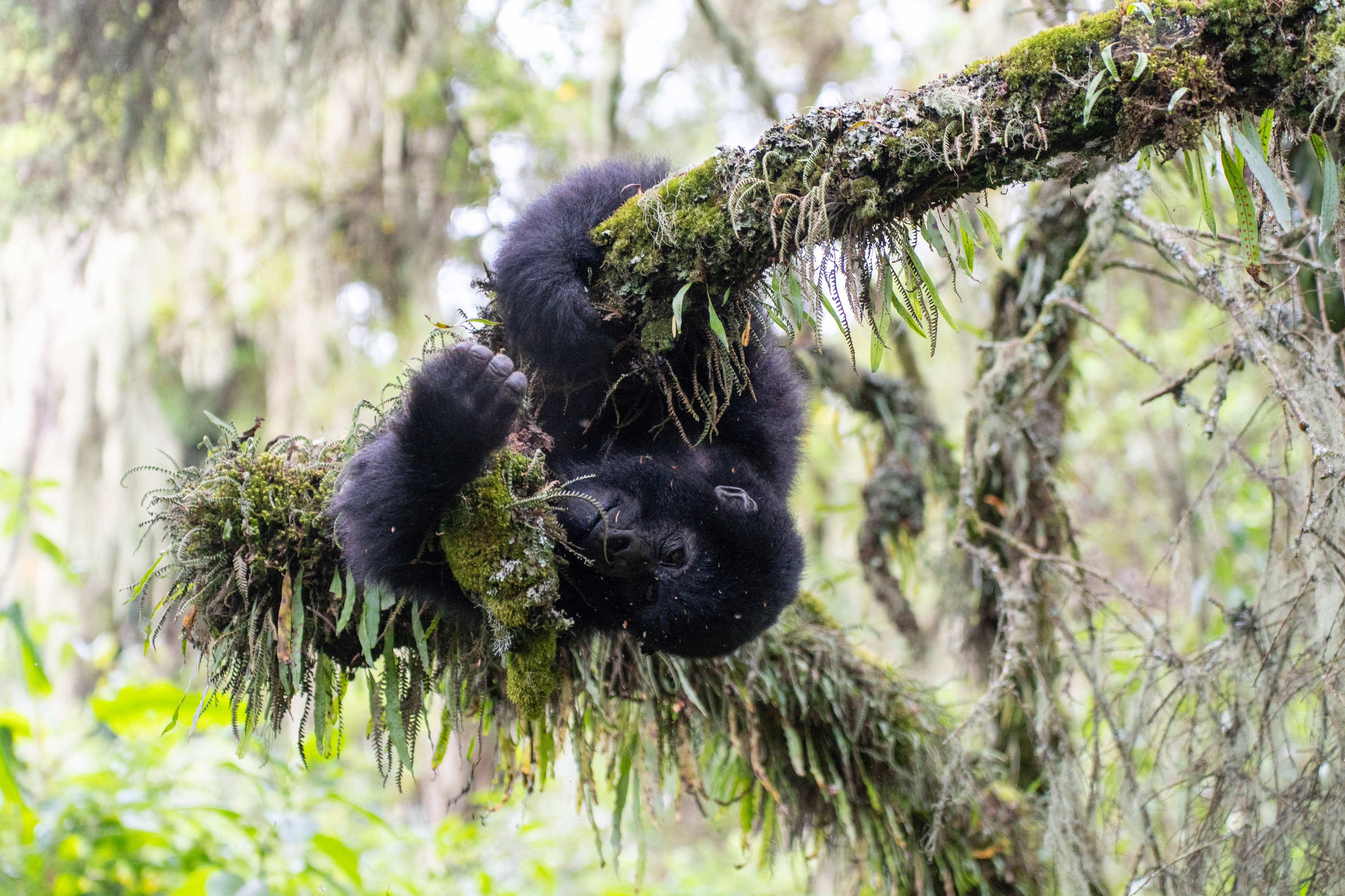 Young gorilla hanging from the branches
