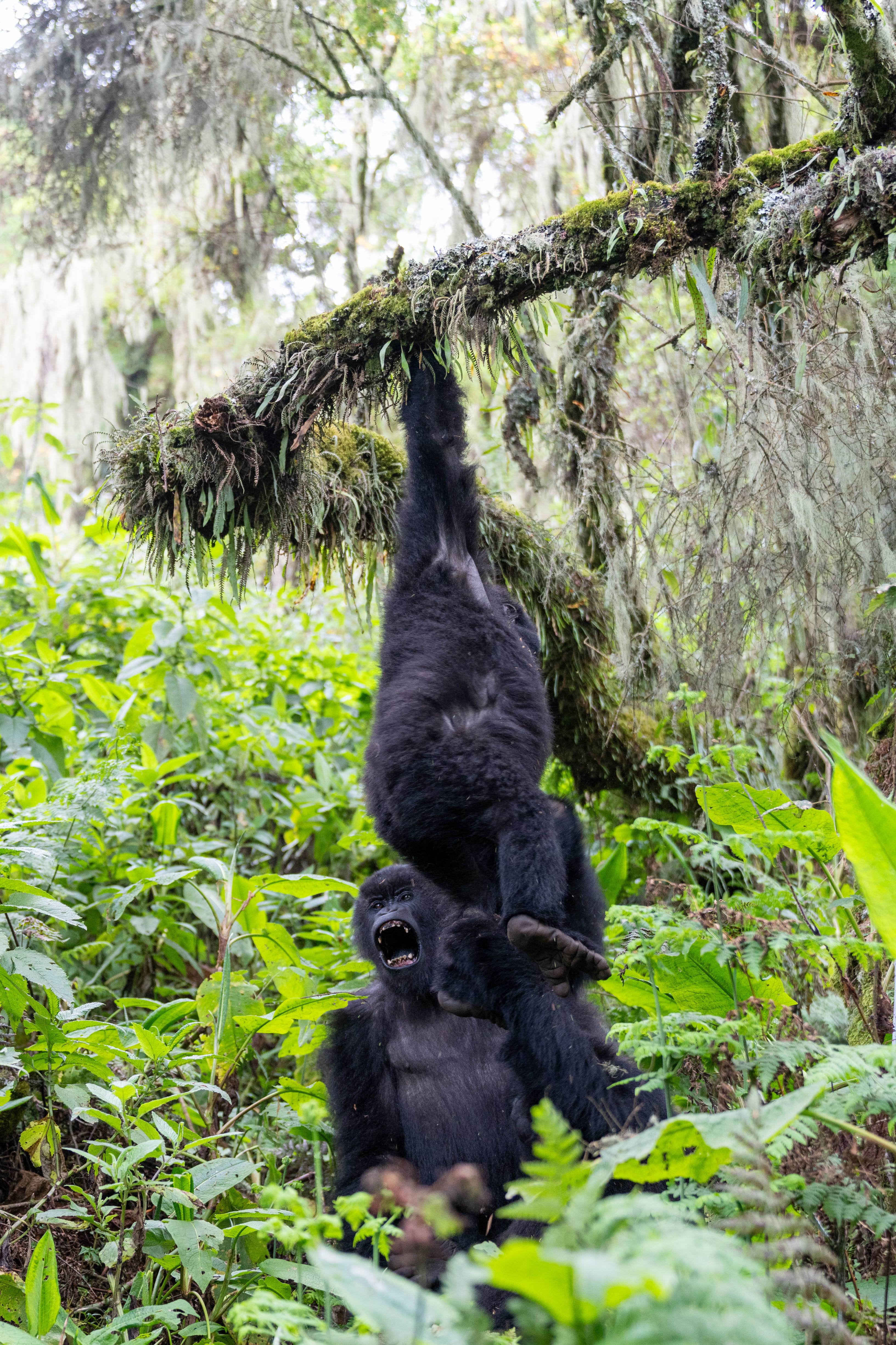 A screaming gorilla