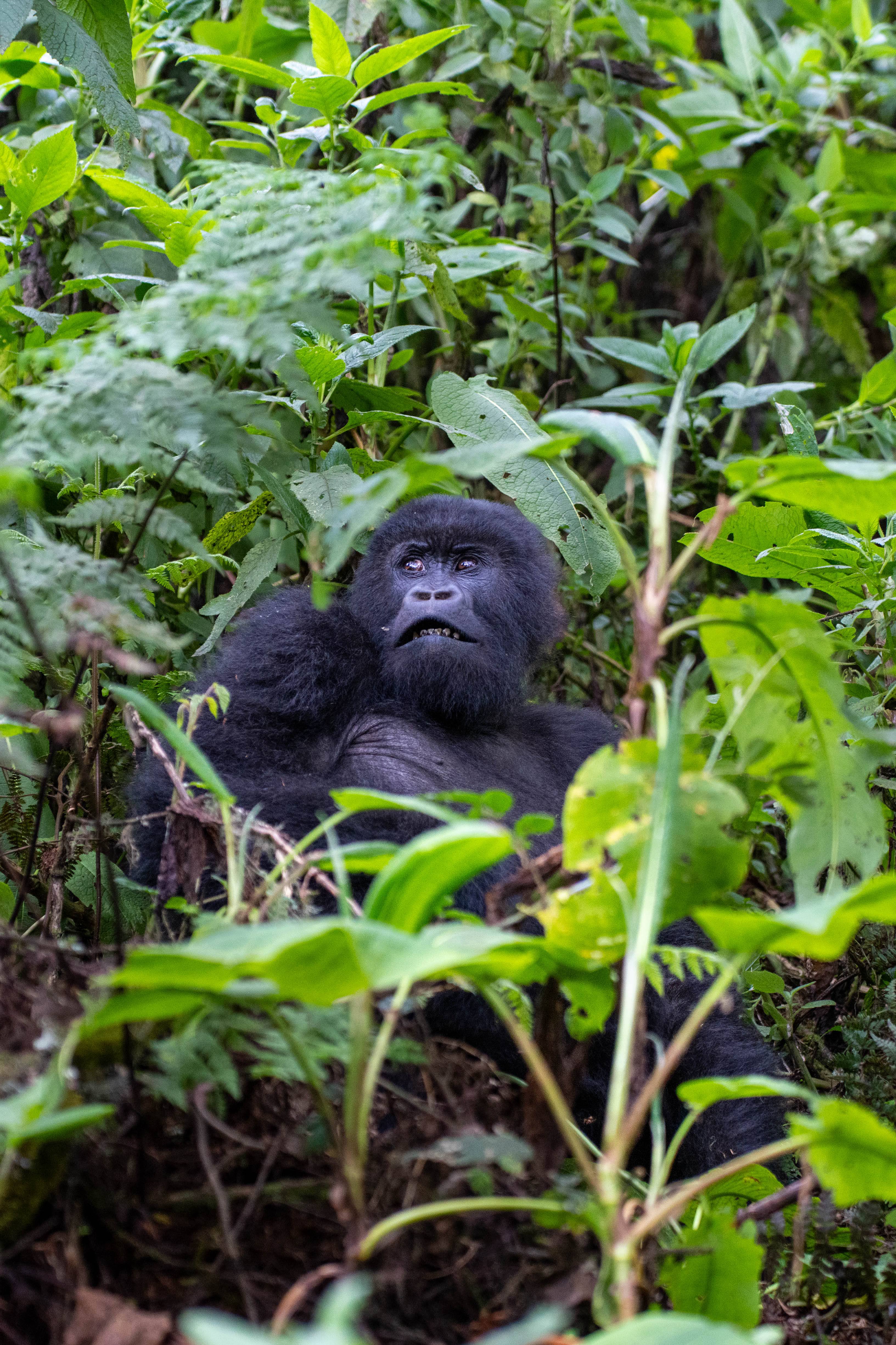 A gorilla looking up at the sky