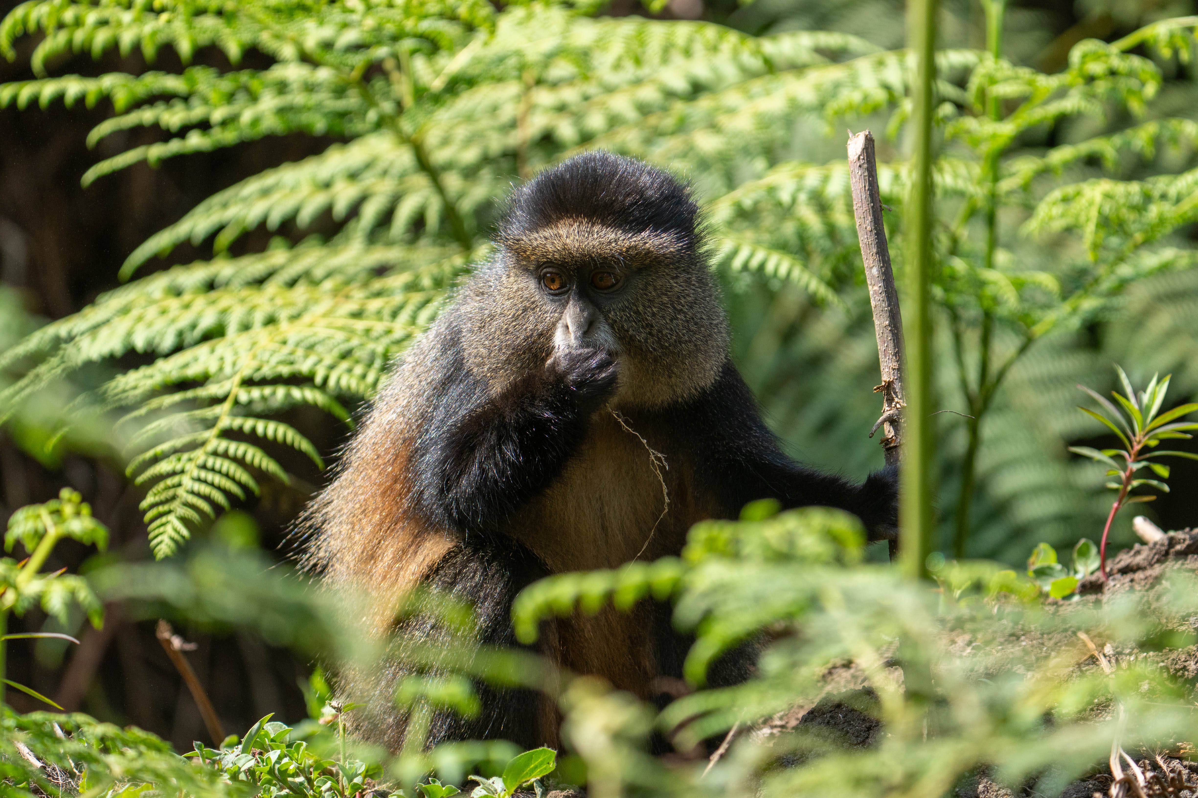 Golden monkey