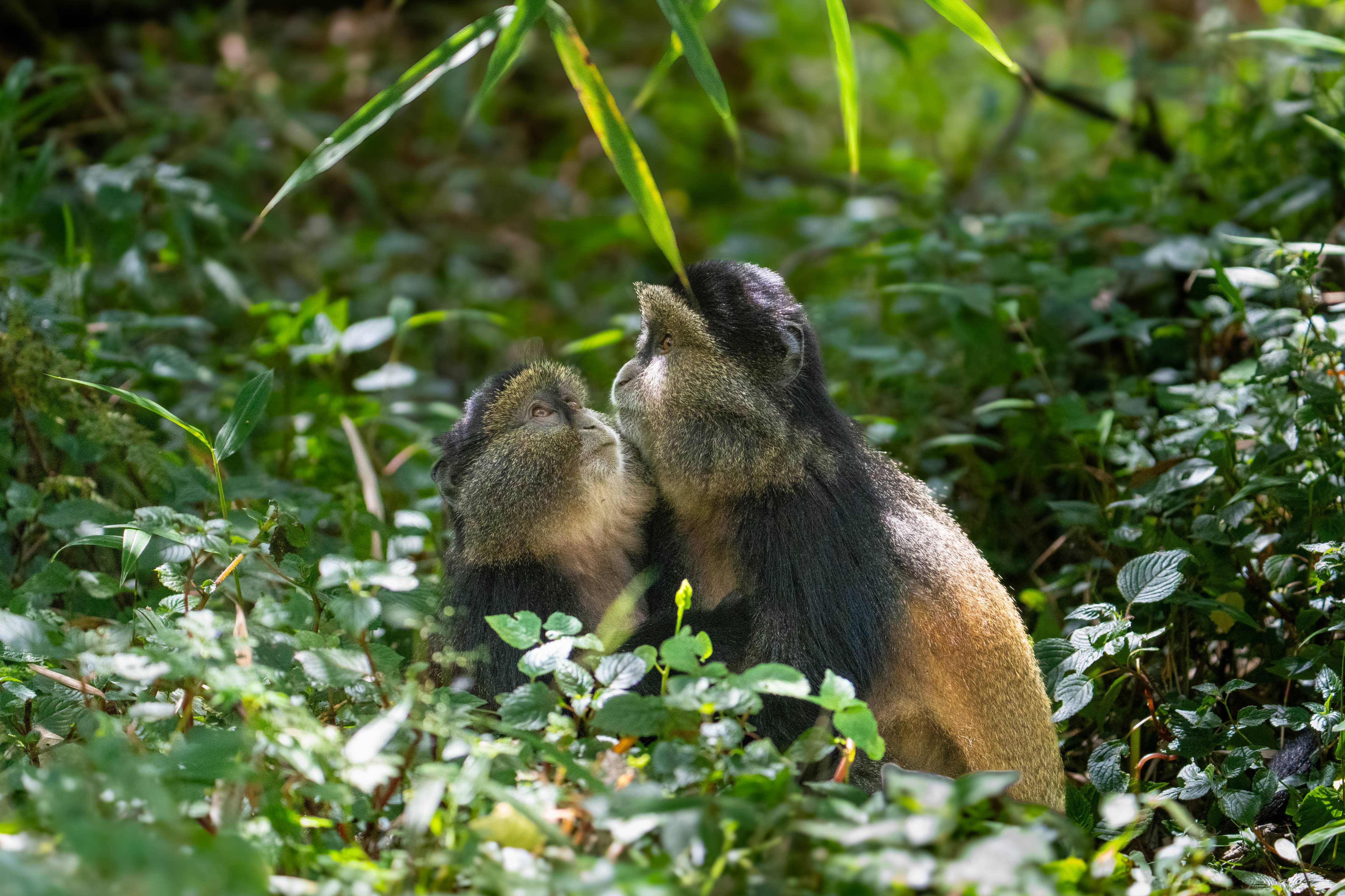 I think they're in love