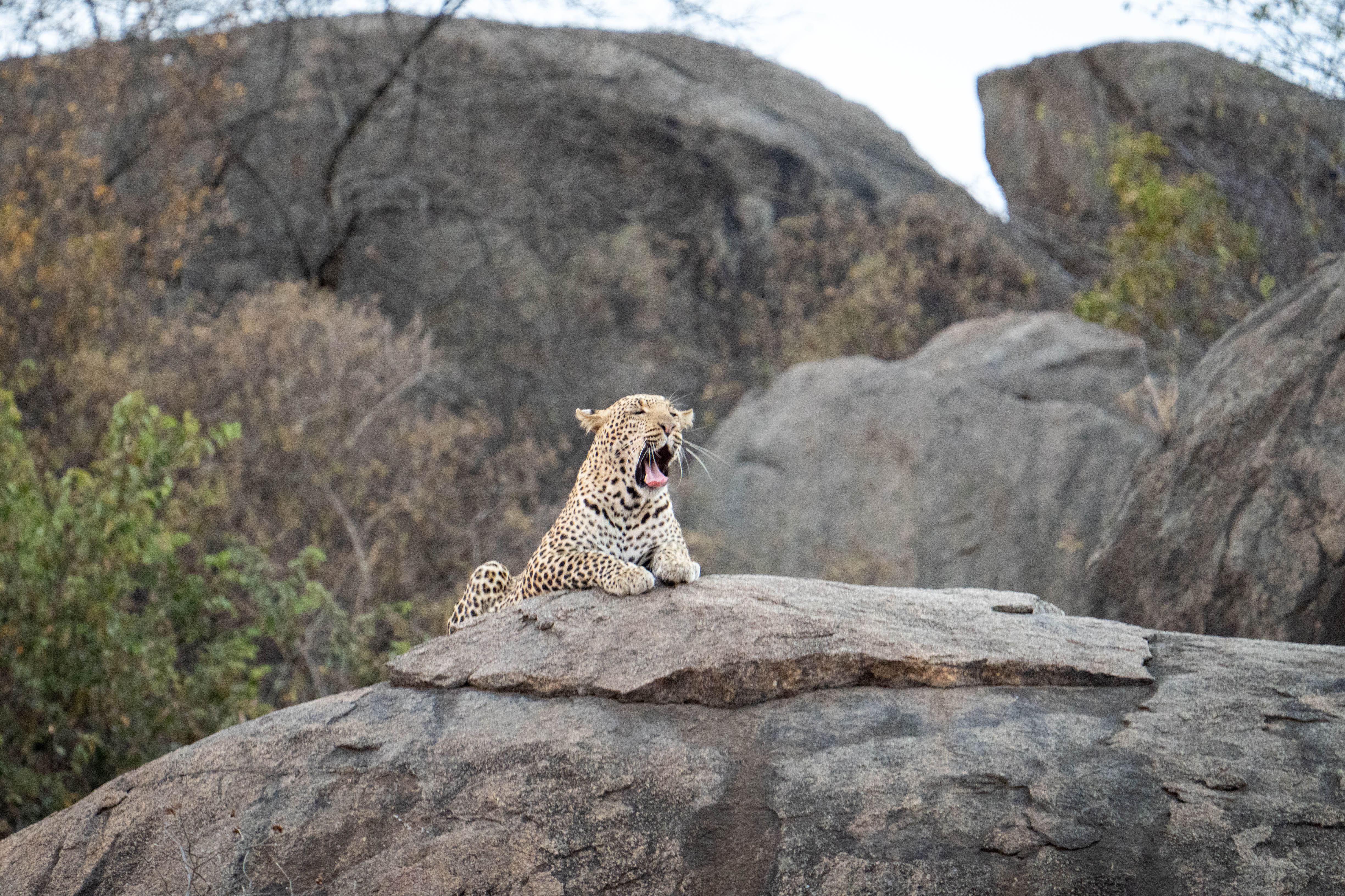 A yawning leopard
