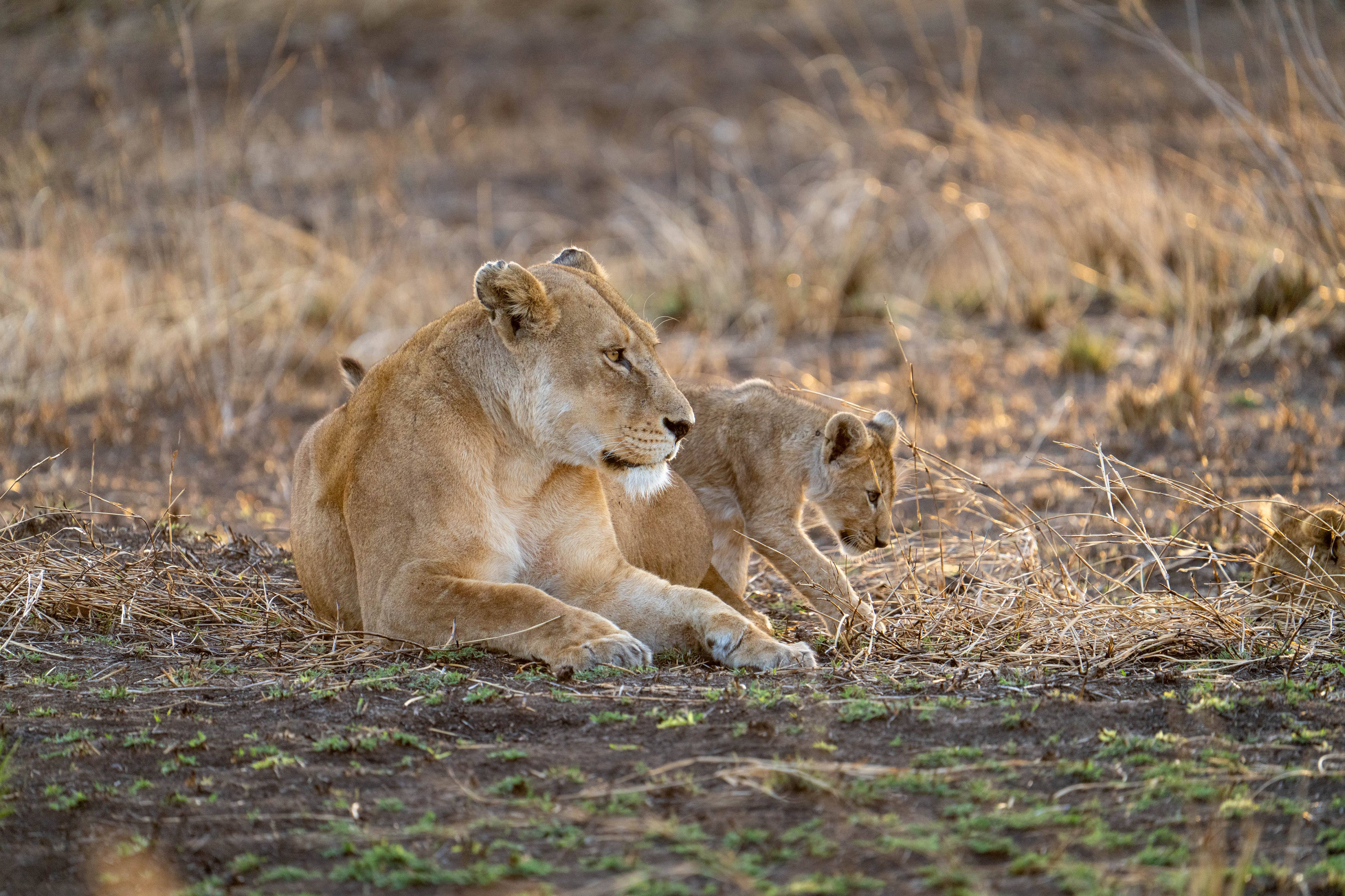 A lioness and her cub