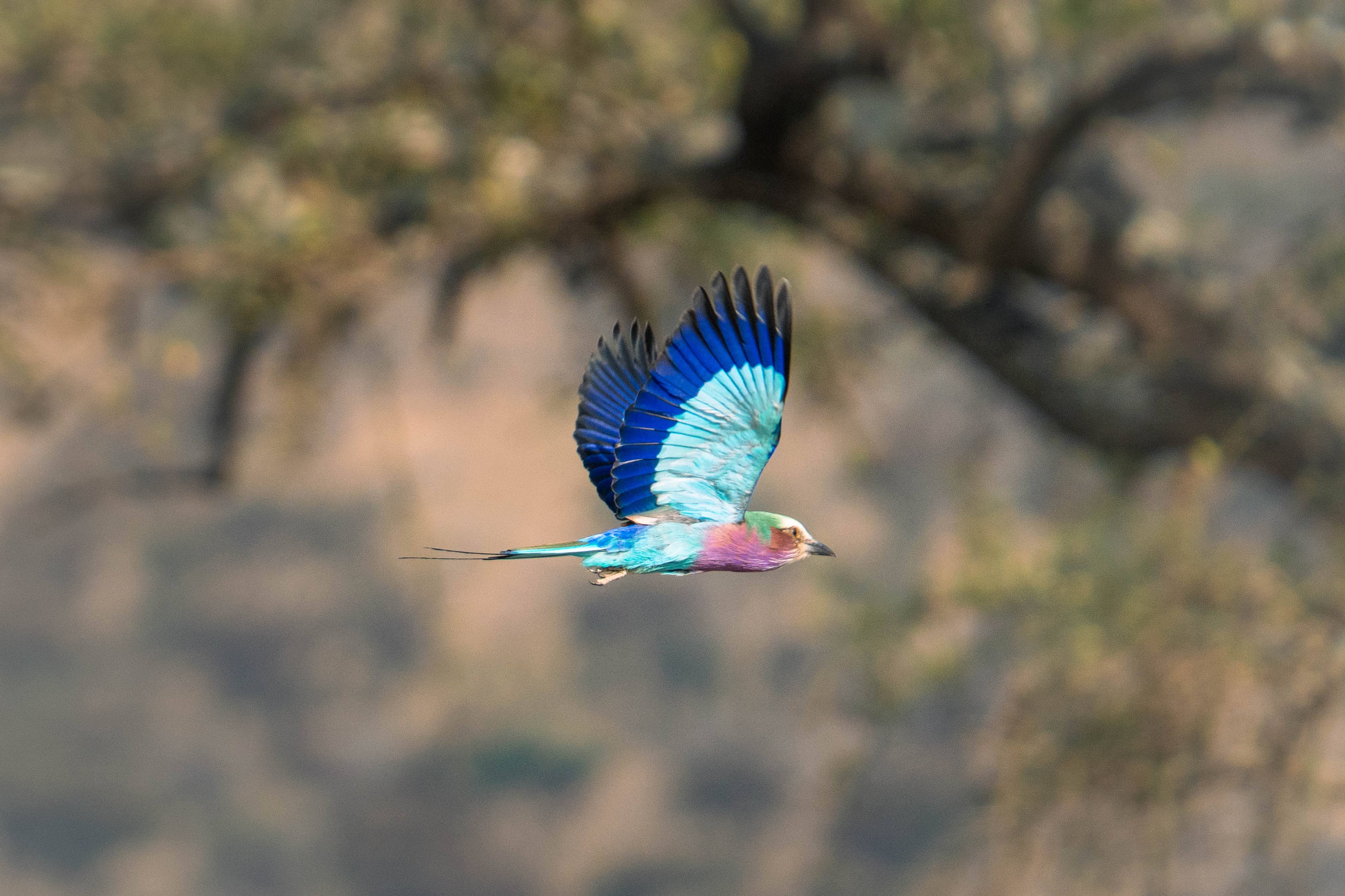 The colorful lilac-crested roller
