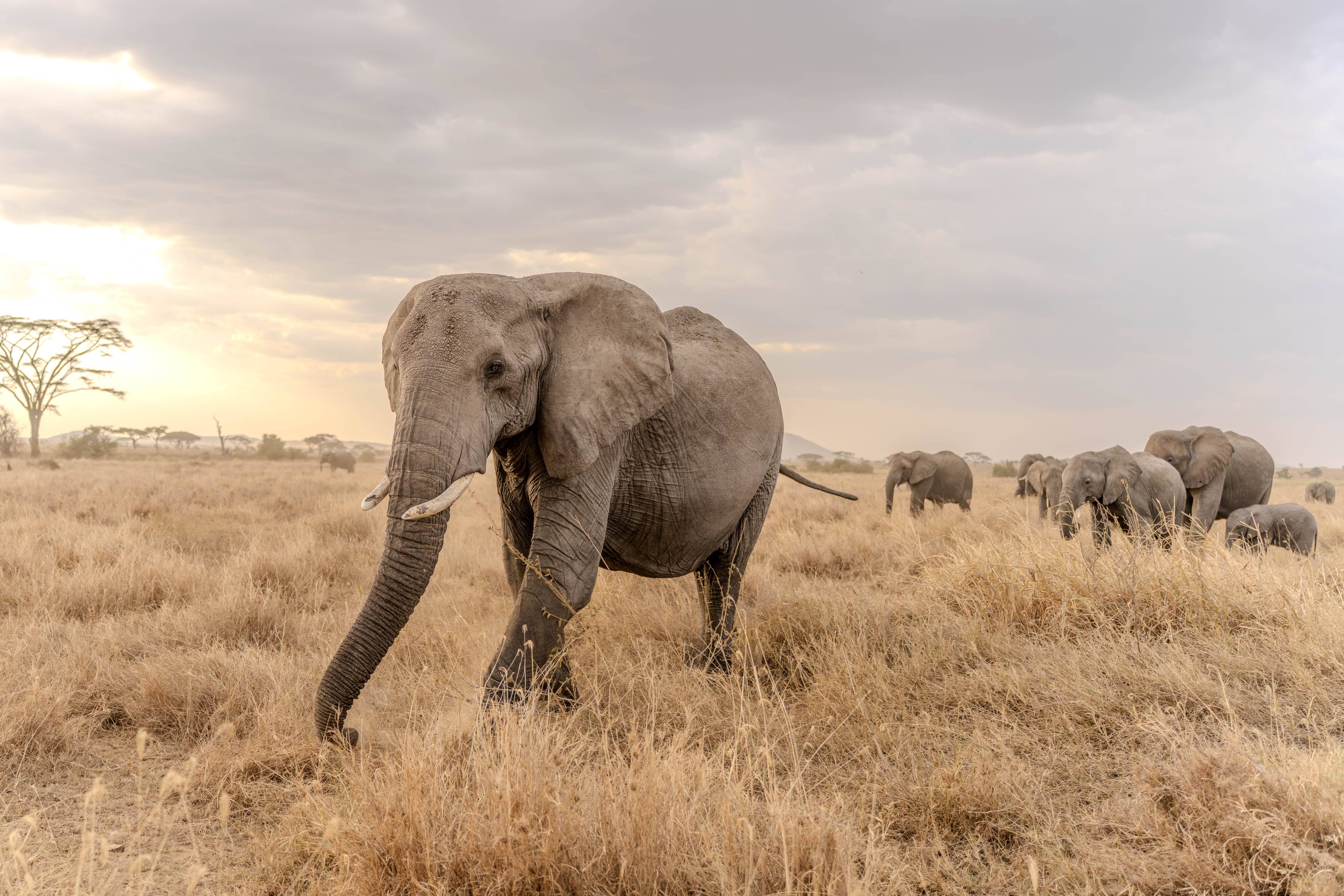 Elephant herd at sunset