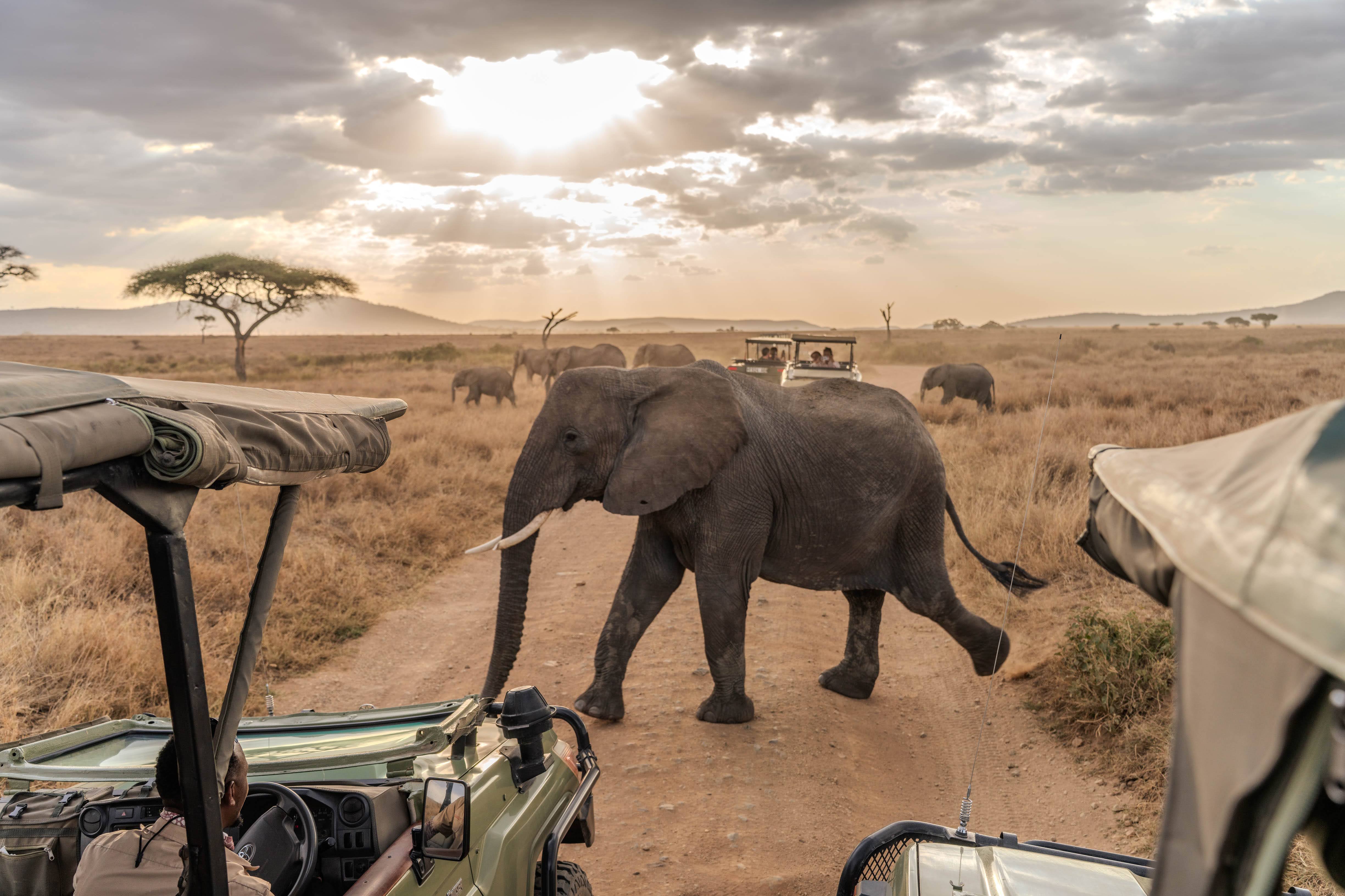 An elephant herd crossing in front of our game drive vehicles at sunset.