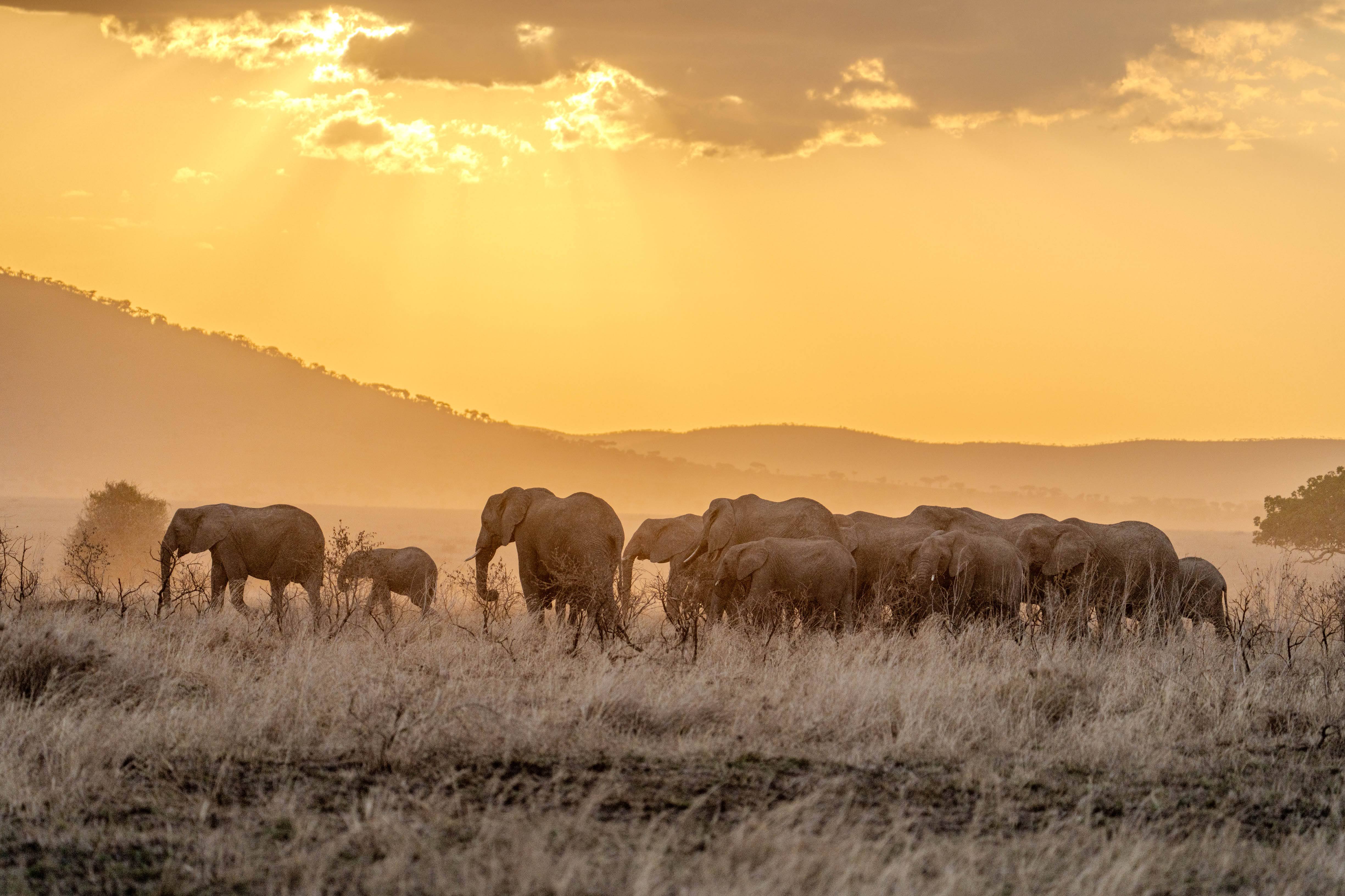 Elephant herd walking into the sunset