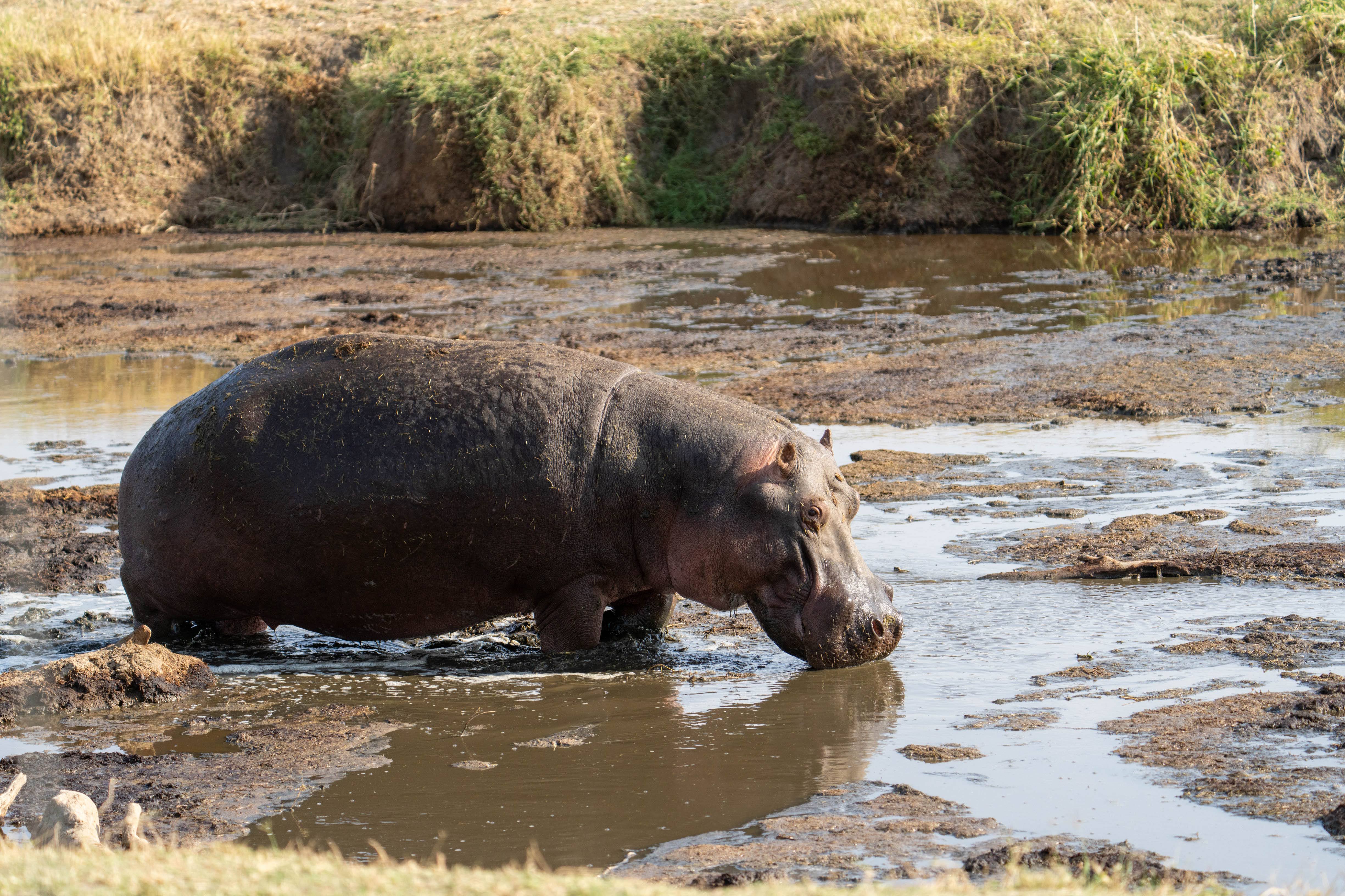 A hippo enjoying its mud bath