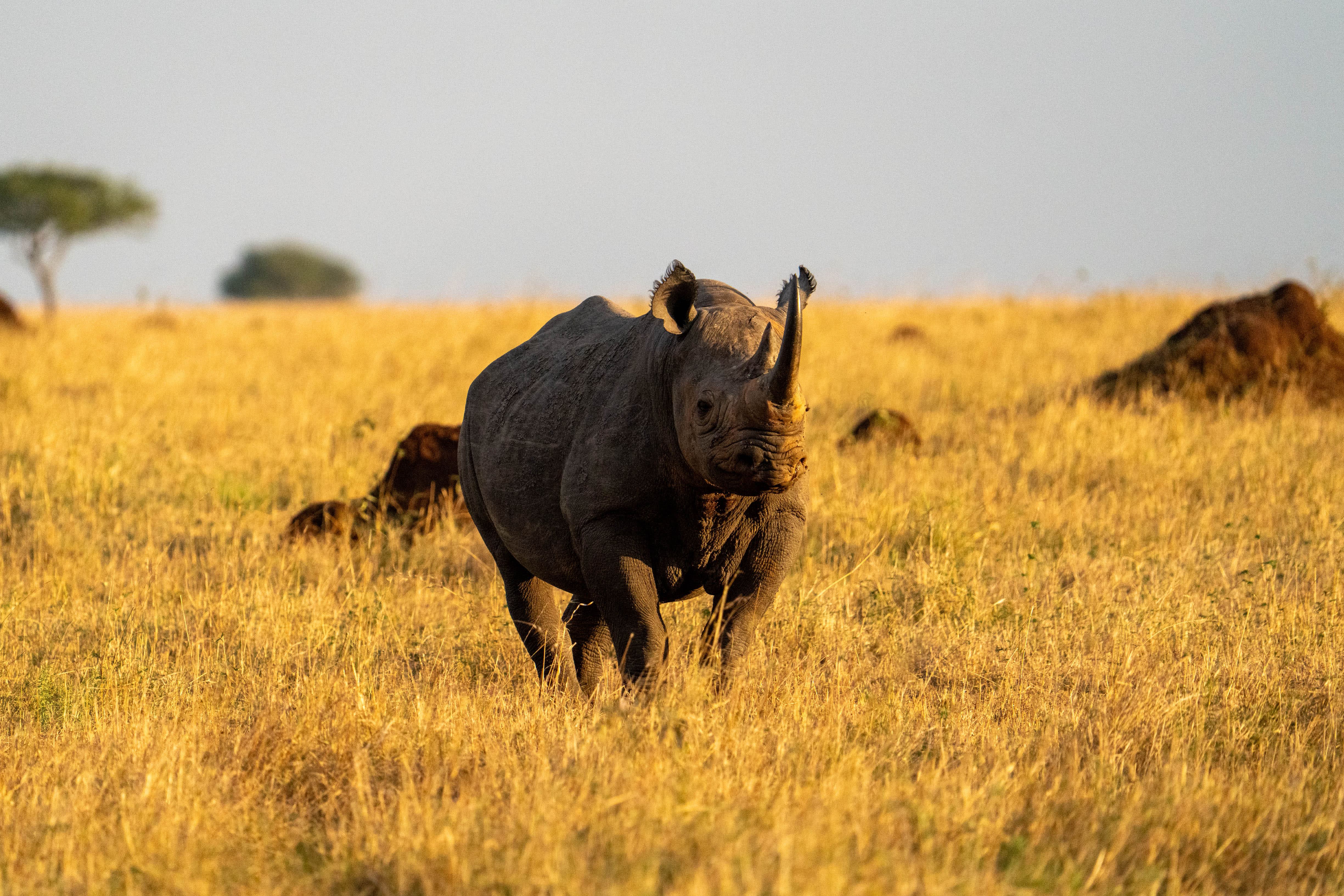 A rare sighting of a black rhino in the grass