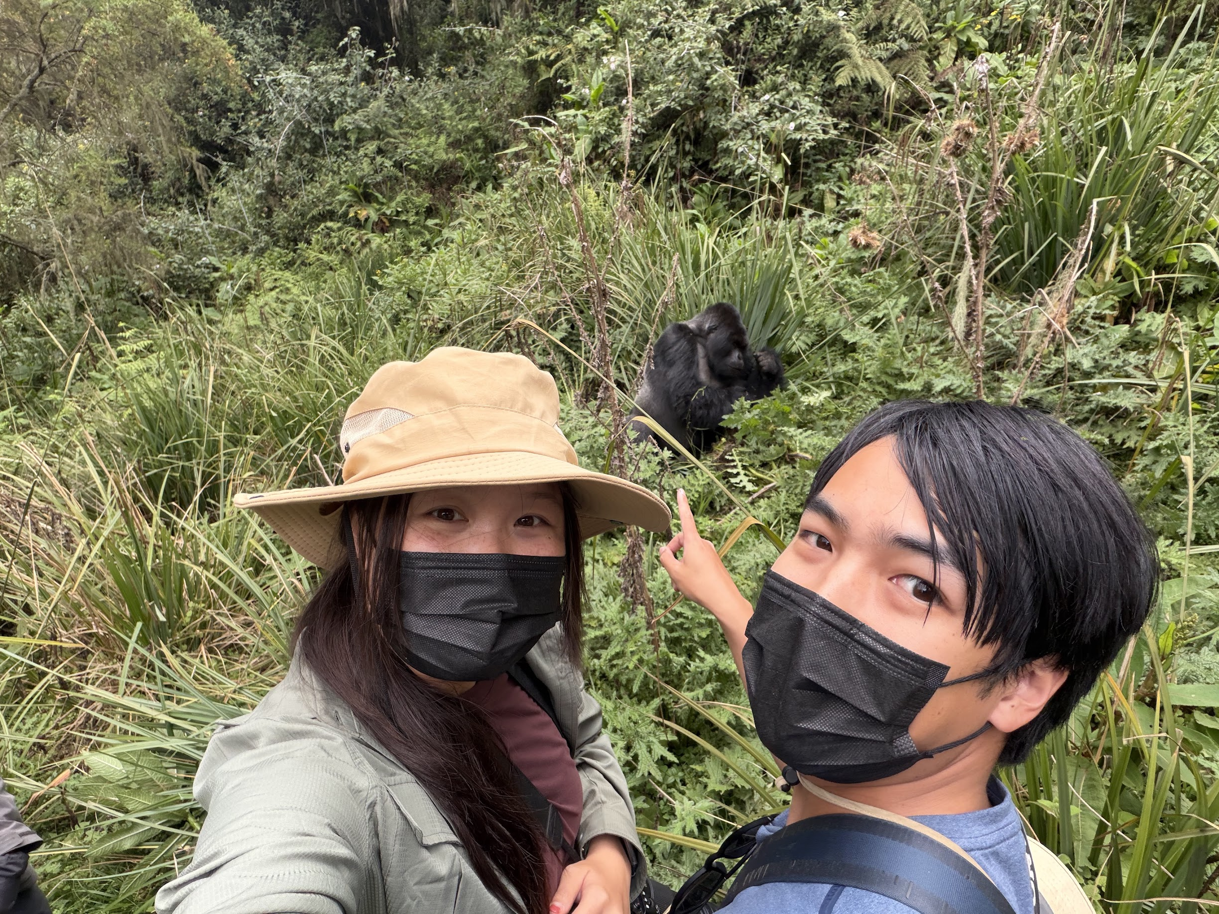 Us looking at a gorilla