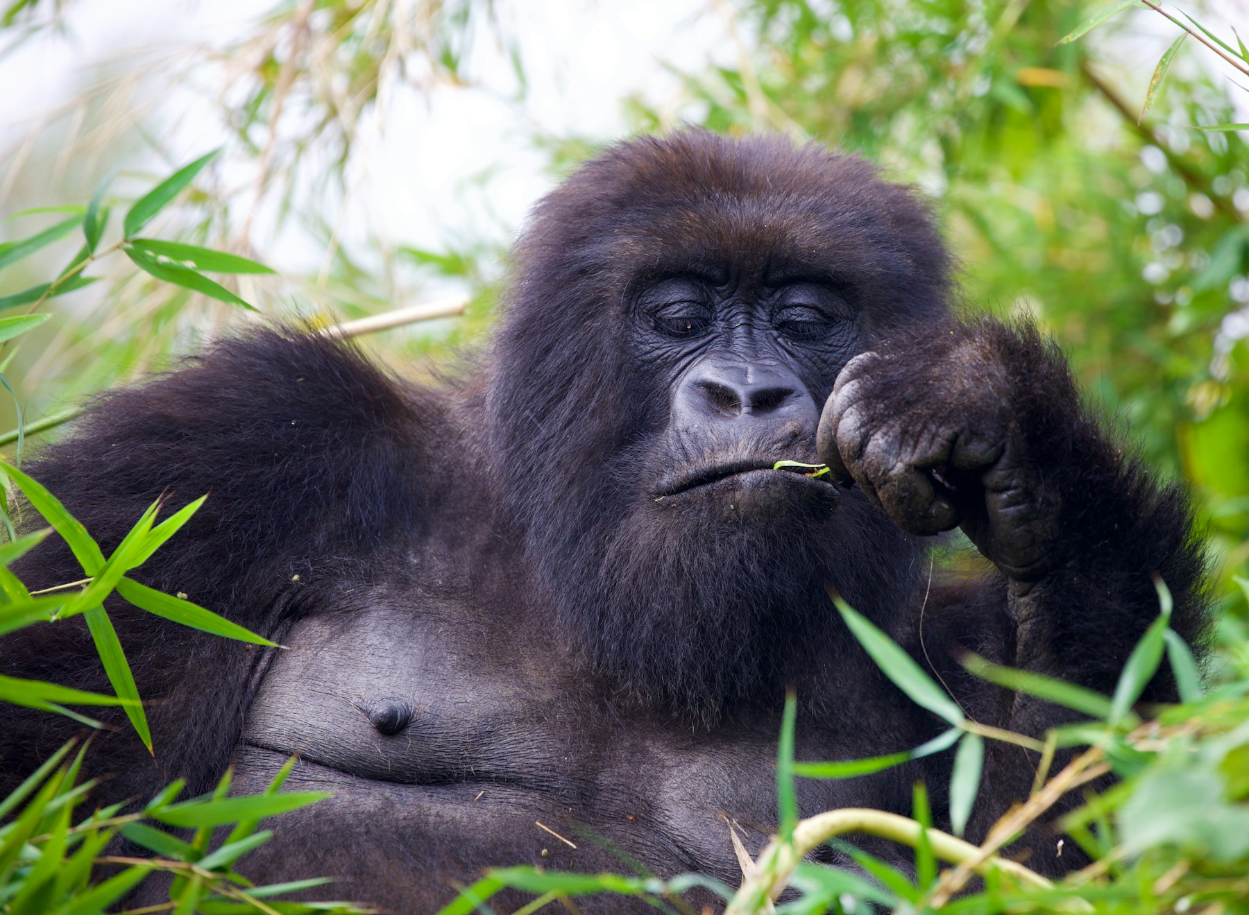A mountain gorilla resting in the lush grass of Rwanda